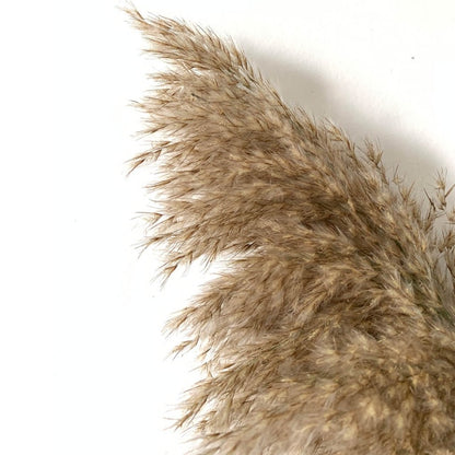 Dried Pampas Grass Decor