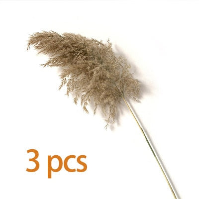 Dried Pampas Grass Decor